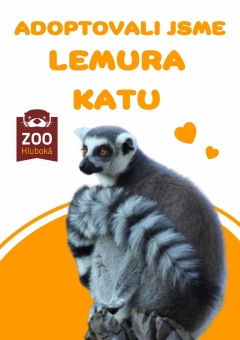 Adopce lemur.jpg